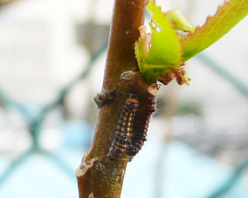 �}���̖؂̐V��ɂ����ђ���