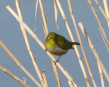 �������킢�����W��