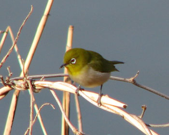 �ڂ��̂��܂�܂�