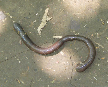 �킩��ɂ������ǋɑ��~�~�Y