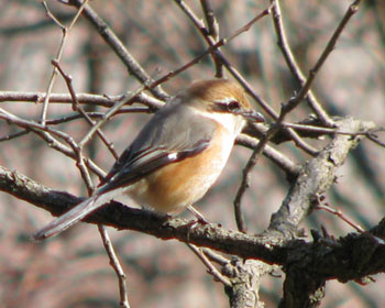 ���͂��T�����Y��