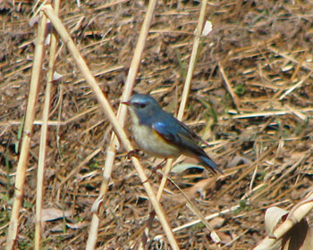 �K���{�P�郋���r�^�L