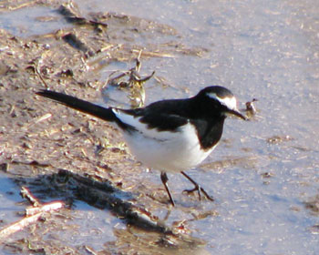 �������̓Z�O���Z�L���C