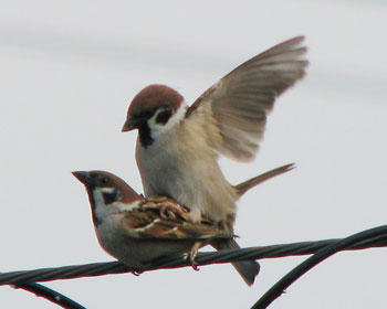 ����荞�݃V�[�Y��