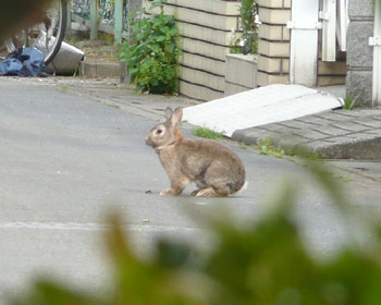 ������l�ŎU�����̃E�T�M