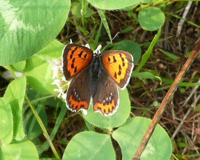 �������킢���x�j�V�W�~