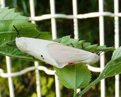 �I�r�q�g������