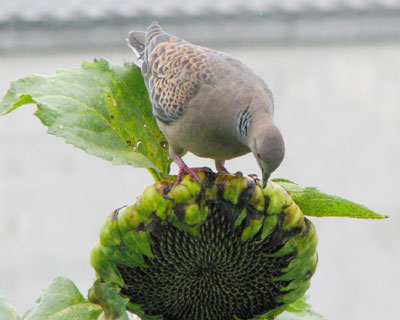 �L�W�o�g���Ђ܂��˂�H�ׂ�