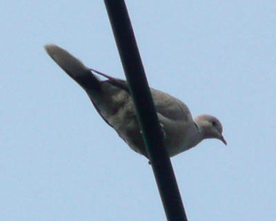 �ߏ��ɏZ��ł�V���R�o�g