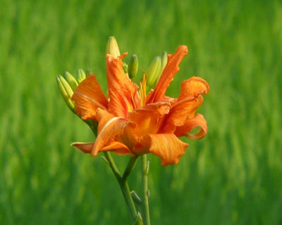 �����͂ꂩ�����u�J���]�E