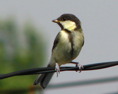 �����ɗV�тɗ����q�V�W���E�J��