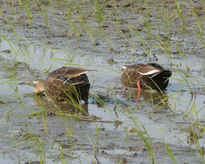 �܂�����