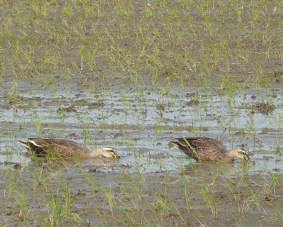 ��������