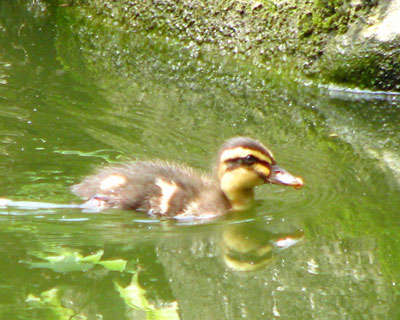 �������q