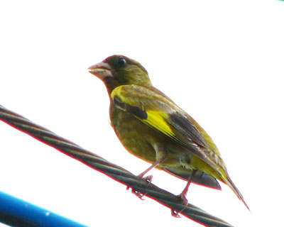 �����Ŗ��Ă��J�����q��