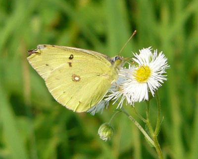 ���̉Ԃ͒��ɐl�C