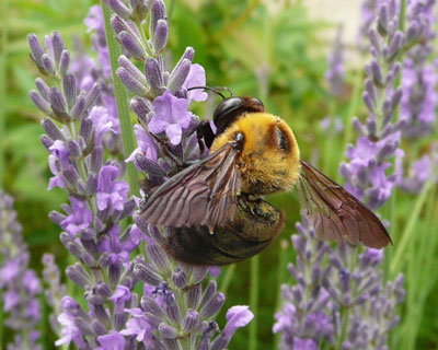 �K���ȃN�}�o�`