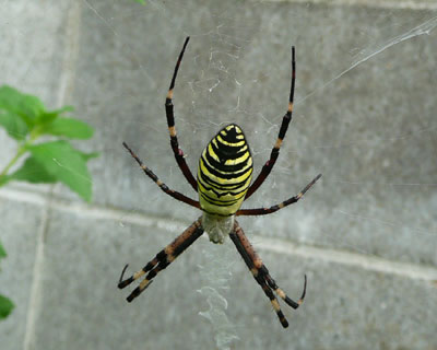 ������������傫���i�K�R�K�l�O��