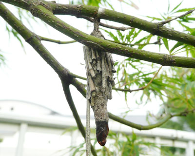 �Ȃ�����ۂ��F�Ⴂ�H