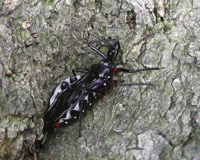 ���Ԃ񃈃R�d�i�T�V�K��