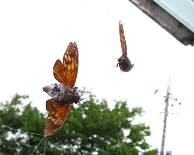 �����A���Ԃ�������