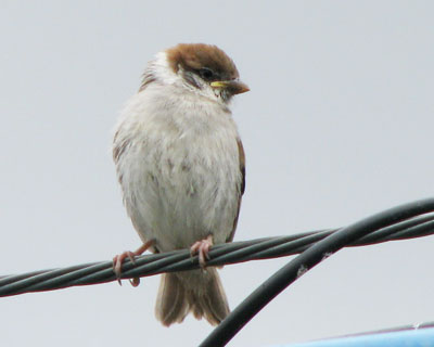 �����̎q�X�Y��