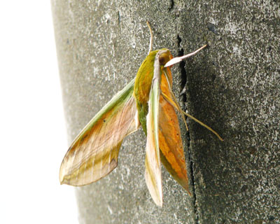 �ƂĂ����ꂢ�ȃL�C���X�Y��