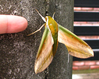 �L�C���X�Y���Ǝ�