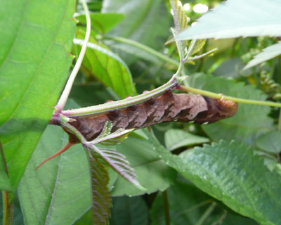 �R�X�Y���̎q�H