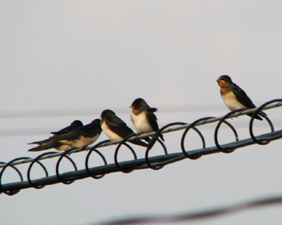 �c�o���͎q��������