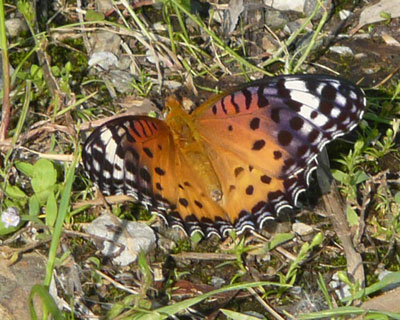 �悭���ɗ����Ă�c�}�O���q���E����