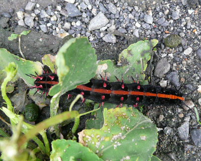 �q�c�}�O���q���E�����܂œ��ɗ����Ă���