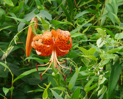 �����͂��ԂƂ�