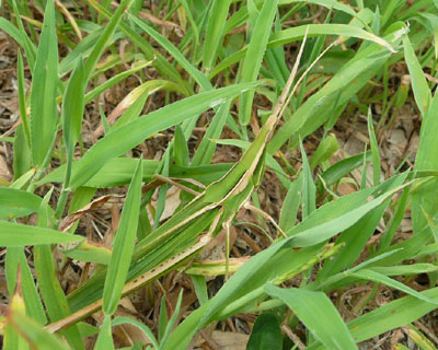 �X�^�C���b�V���o�b�^��T��