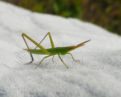 �l�̕��ɂ����݂����q�o�b�^