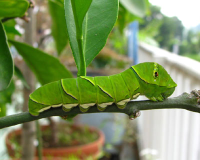 �}��ł��낮