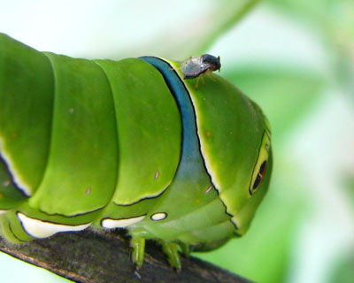 �E�ъ�鍕���e