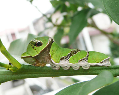 �Z���ē����f�J��