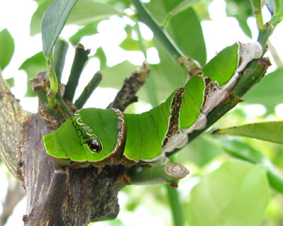 �̂��_�炩��