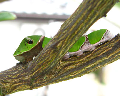 �B��Ă��قƂ�ǑS��