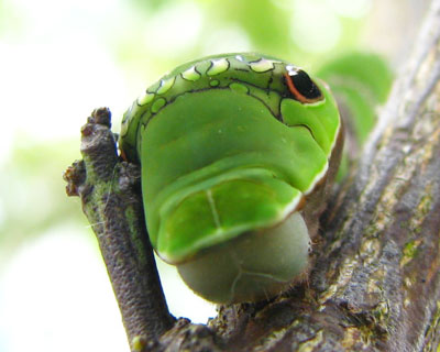 ��肩����