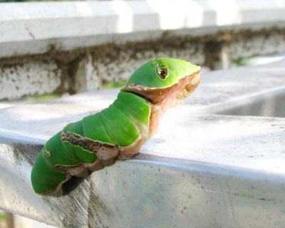 �؂��牺��Ă��������