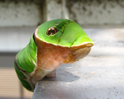 �Ȃɂ��v�Ē�