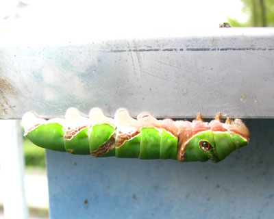 ���̌�A���ɂ͂����