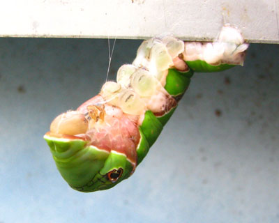 ����f���ăT�i�M�����H