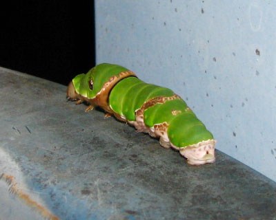 �O匂̂悤���������A��ɜp�j���n�߂�