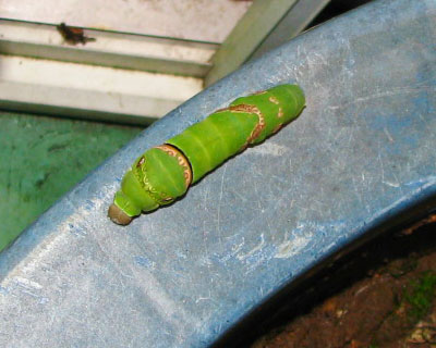 �A�ؔ��̉���������