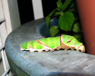 ���������ȁH