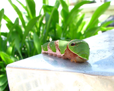 �Q�C�ڂ͊p�ł��낢�ł���Ǝv������