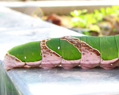 �悭����Ƃ��������ɗ��̂悤�Ȕ�������